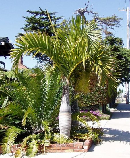 Spindelpalme (Hyophorbe verschaffeltii)