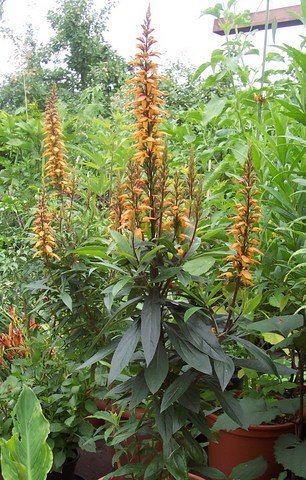 Kanarische Fingerhutpflanze (Isoplexis canariensis)