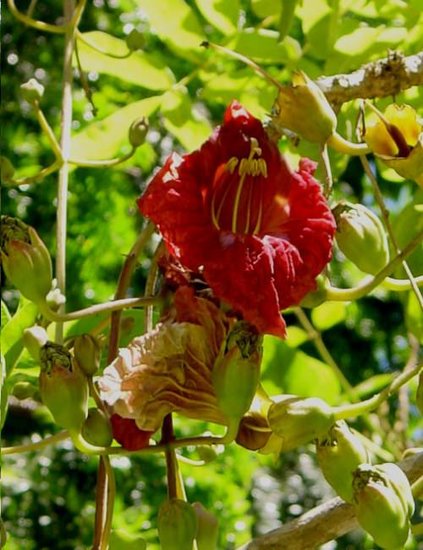 Wurstbaum (Kigelia africana)