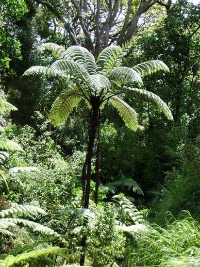 Schwarzer Baumfarn (Cyathea medullaris)