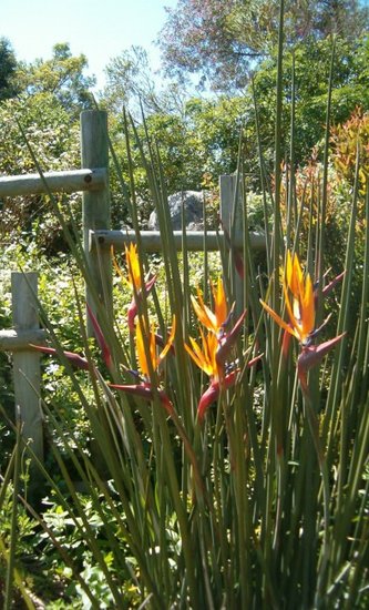 Speerf&ouml;rmige Paradiesvogelblume (Strelitzia juncea)