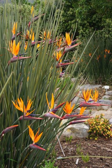 Speerf&ouml;rmige Paradiesvogelblume (Strelitzia juncea)