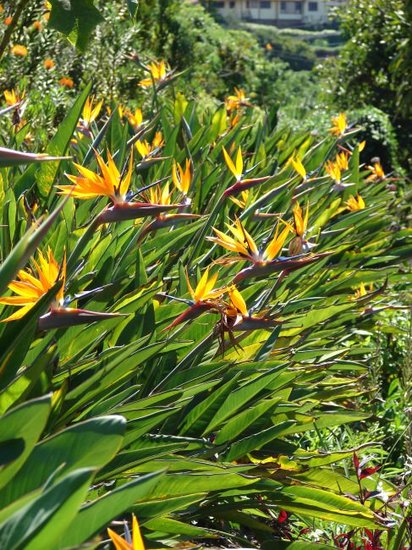 Paradiesvogelblume (Strelitzia reginae)