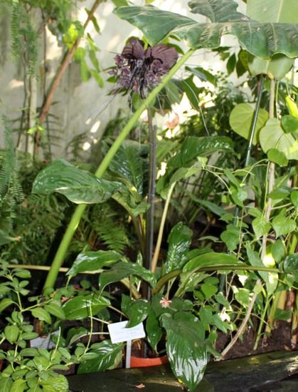 Fledermausblume (Tacca chantrieri)