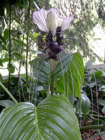 Wei&szlig;e Fledermausblume (Tacca integrifolia)