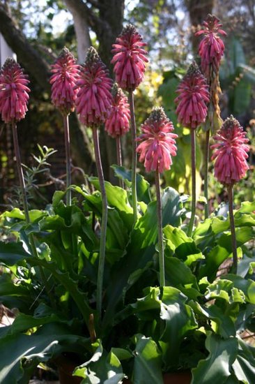 Waldlilie (Veltheimia bracteata)