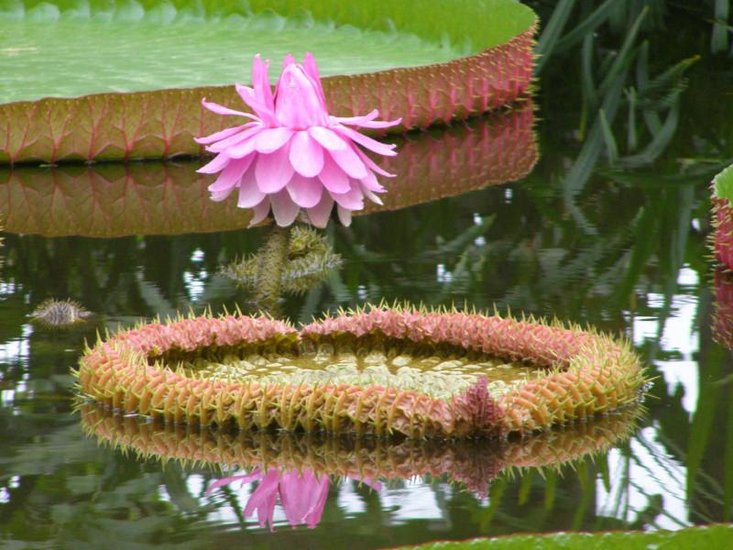 Victoria-Seerose (Victoria amazonica)