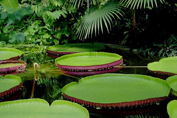 Victoria-Seerose (Victoria amazonica)