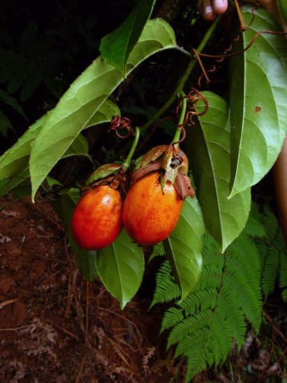 Injo Passionsblume (Passiflora ambigua)