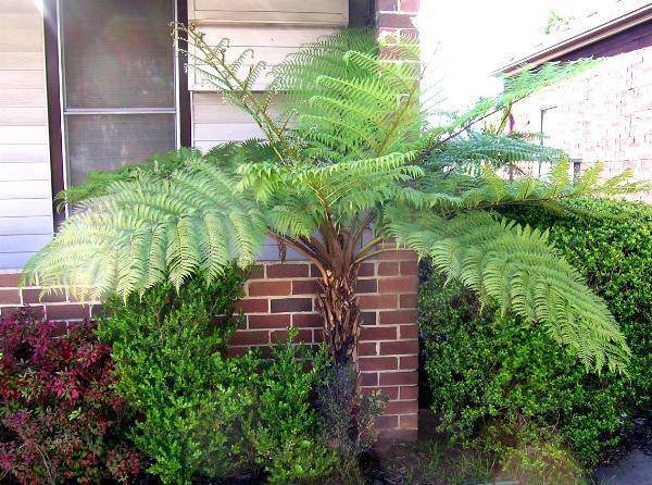 Baumfarn (Cyathea australis)