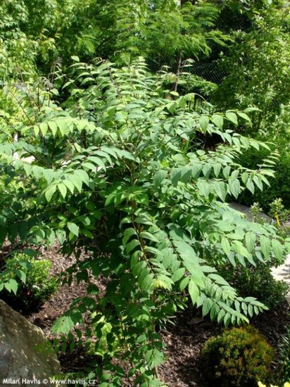 Gurkenstrauch (Decaisnea fargesii)