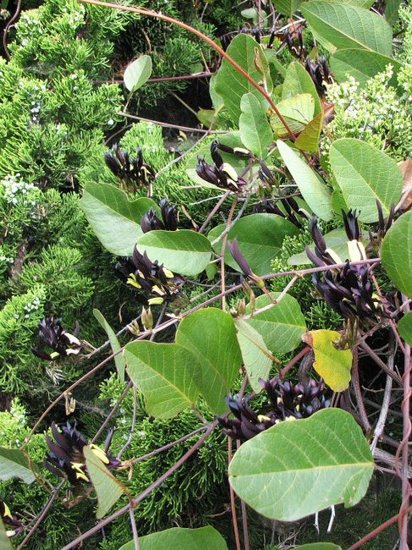 Schwarze Korallenbohne (Kennedia nigricans)