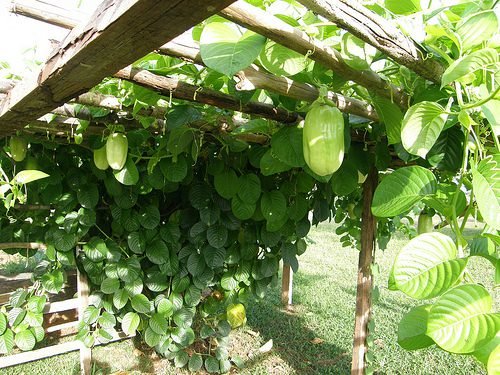 Riesenpassionsblume (Passiflora quadrangularis)