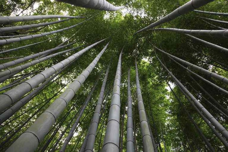 Moso-Riesenbambus (Phyllostachys edulis)