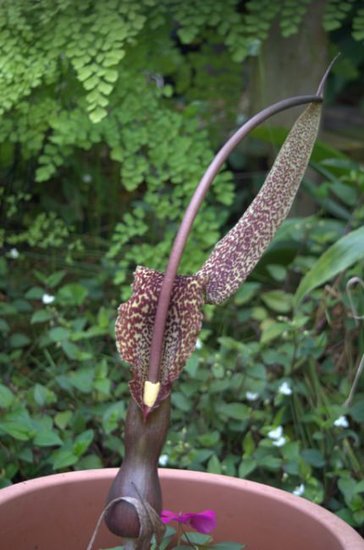 Voodoo-Lilie (Typhonium venosum)