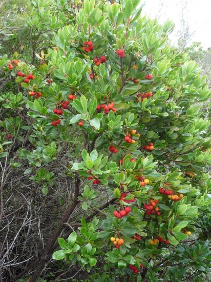 Erdbeerbaum (Arbutus unedo)