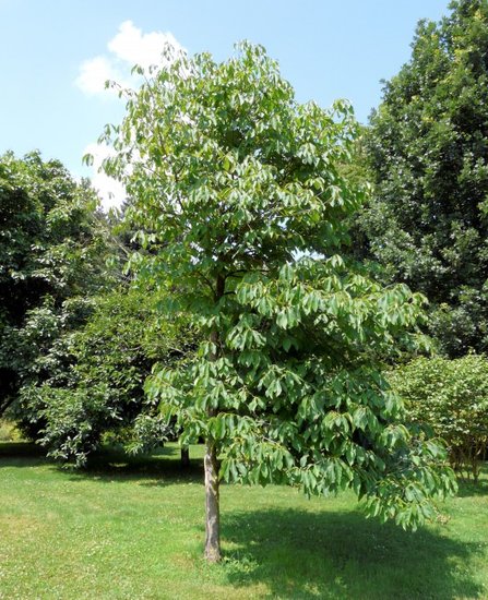 Pawpaw (Asimina triloba)