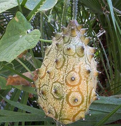 Kiwano (Cucumis metuliferus)