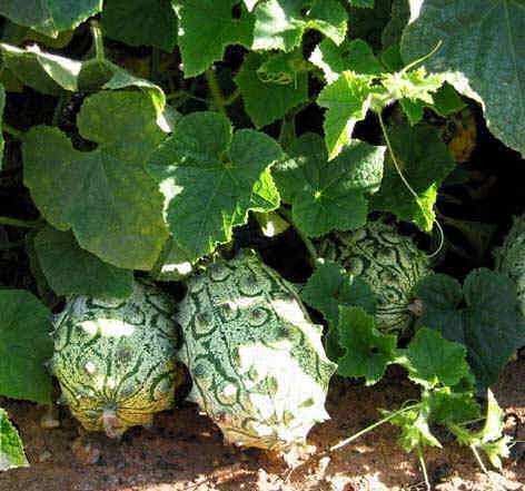 Kiwano (Cucumis metuliferus)
