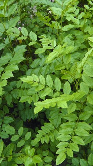 Chinesischer S&uuml;&szlig;holz (Glycyrrhiza uralensis)
