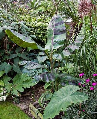 Rotgestreifte Darjeeling-Banane (Musa sikkimensis &#039;Red Flash&#039;)