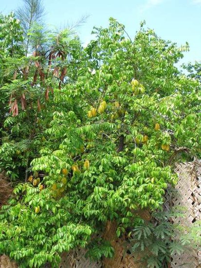 Karambole (Averrhoa carambola)