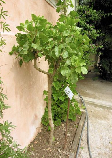 Pistazie (Pistacia vera)
