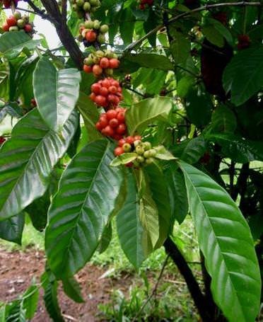 Arabica-Kaffee (Coffea arabica)