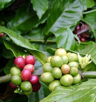 Robusta-Kaffee (Coffea canephora)