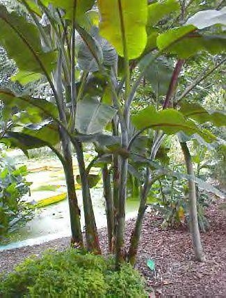 S&uuml;&szlig;e Wildbanane (Musa balbisiana)