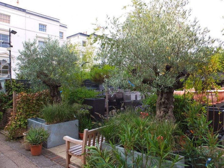 Europ&auml;ische Olive (Olea europaea)