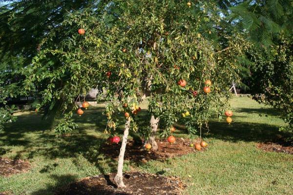 Granatapfel (Punica granatum)