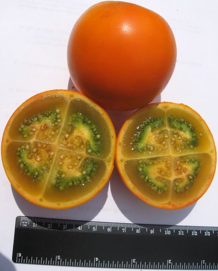 Naranjilla (Solanum quitoense)
