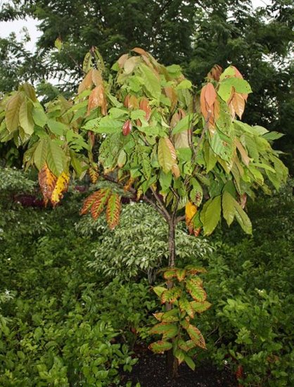 Kakao (Theobroma cacao)