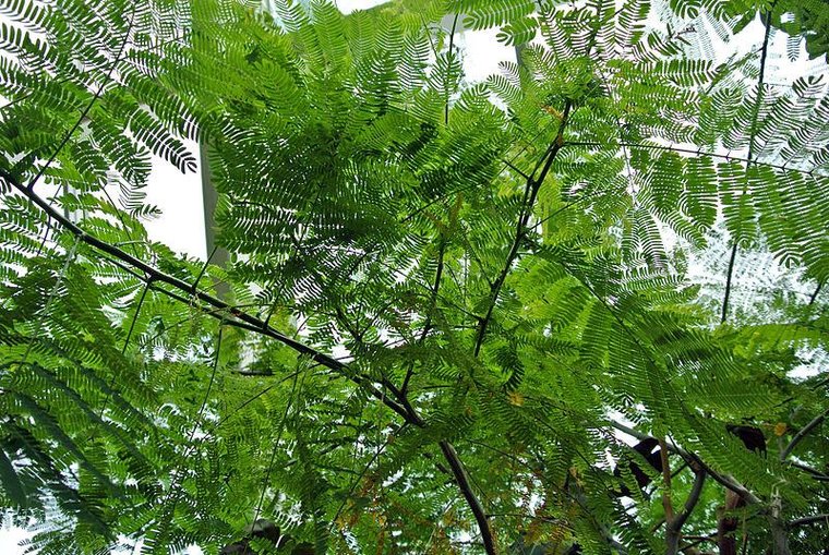 Ohrenfruchtbaum (Enterolobium cyclocarpum)