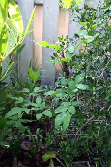 Meeresherz (Entada gigas)