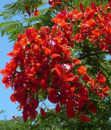 Flammenbaum (Delonix regia)