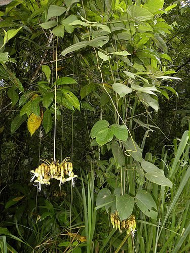 Kronleuchterbohne (Mucuna holtonii)