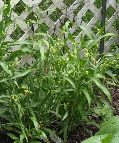 Hiobstr&auml;nen (Coix lacryma-jobi)