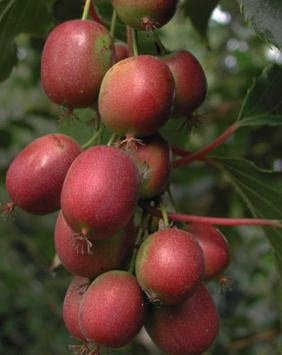 Rote Kiwi (Actinidia purpurea)