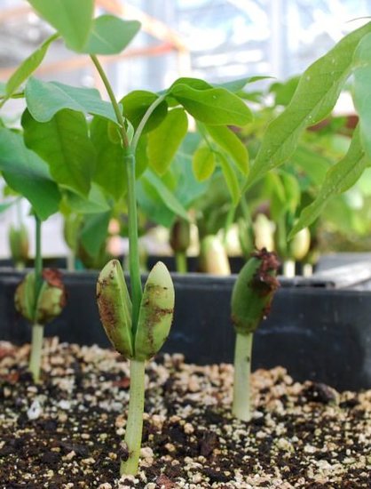 Gl&uuml;cksbohnenbaum (Afzelia quanzensis)