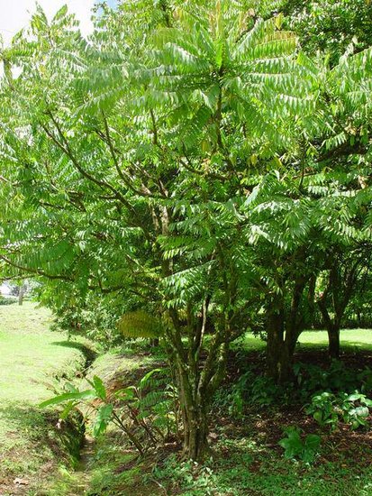 S&auml;ureblimbing (Averrhoa bilimbi)