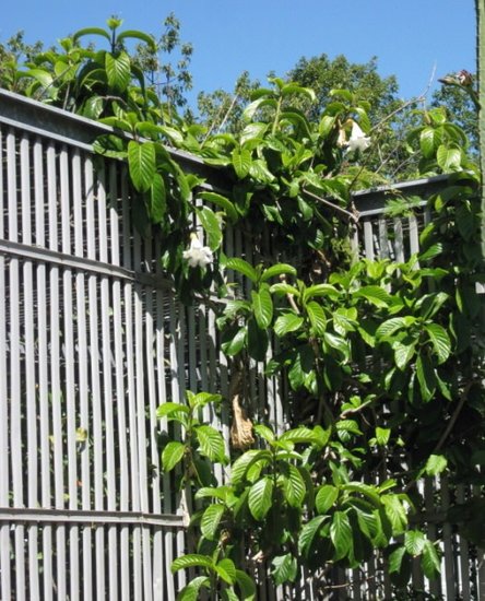 Nepalesische Trompetenblume (Beaumontia grandiflora)