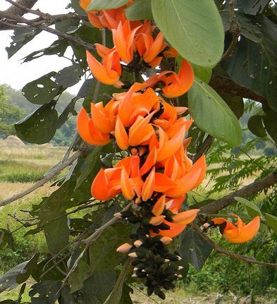 Flamme des Waldes (Butea monosperma)