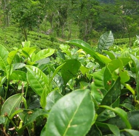 Teepflanze (Camellia sinensis)