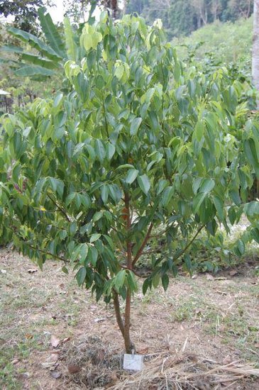 Zimtbaum (Cinnamomum zeylanicum)