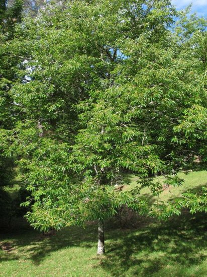 Lotusbaum (Diospyros lotus)