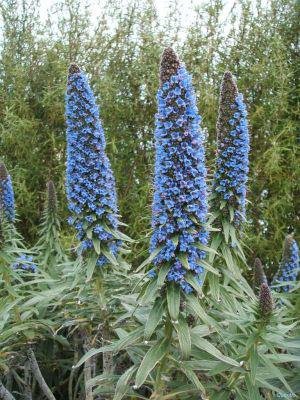 Stolz von Madeira (Echium fastuosum)