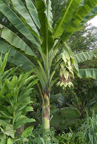 Schneebanane (Ensete glaucum)