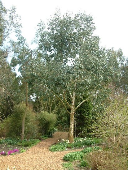 Sumpfgummi (Eucalyptus camphora)